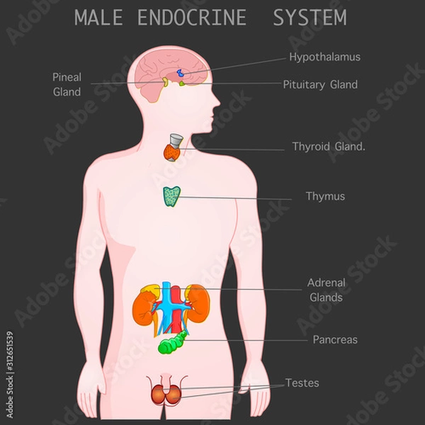 Obraz Male Endocrine system parts anatomy. Man gray silhouette. Explanation Thyroid Parathyroids Adrenals Pineal Hypothalamus Pituitary Gland Reproductive organs Testicles Pankreas Black background Vector