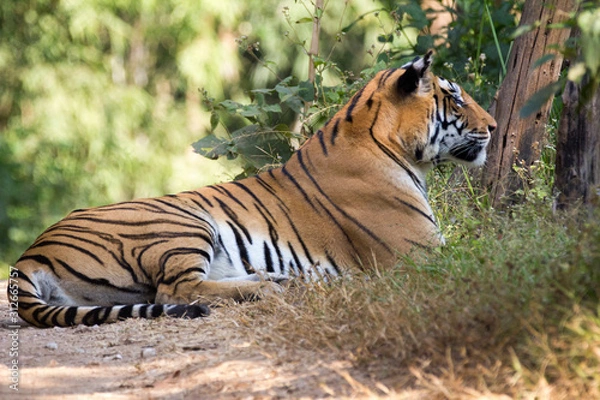 Obraz Tiger Gazing at prey