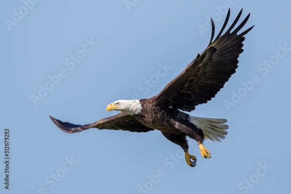 Obraz Bald Eagle Flying