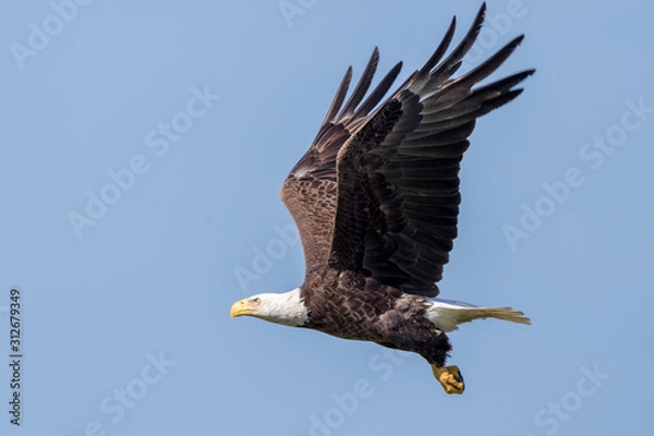 Obraz Bald Eagle Flying