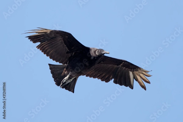 Obraz Black Vulture Flying