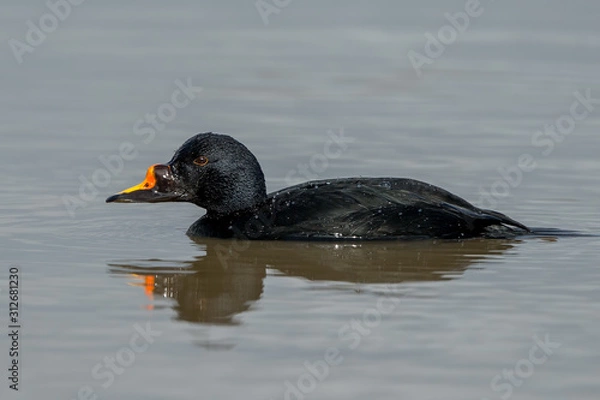 Obraz Common Scoter Swimming