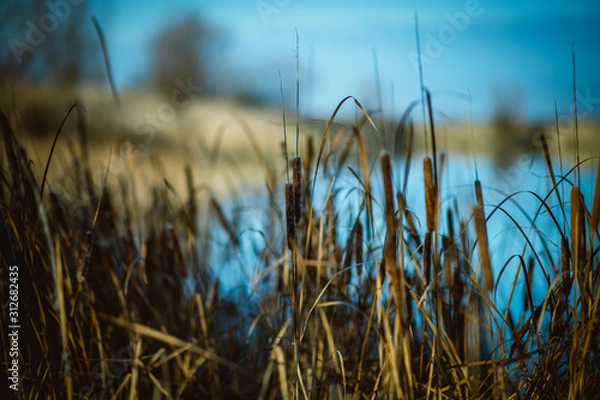 Obraz Reed in the lake