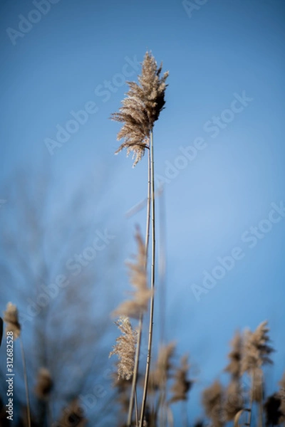 Obraz Tall reed