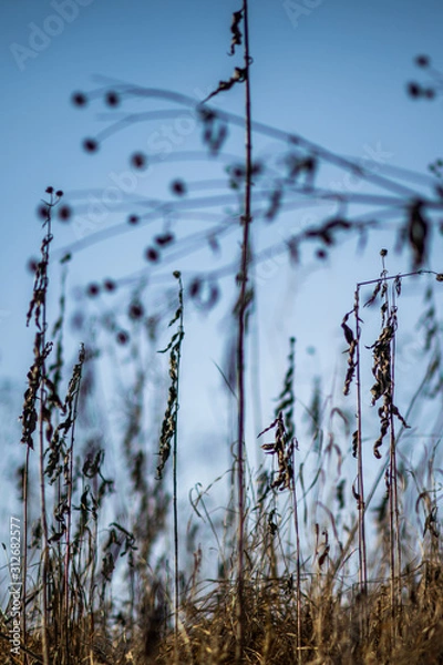 Obraz Abstract grass with blue background