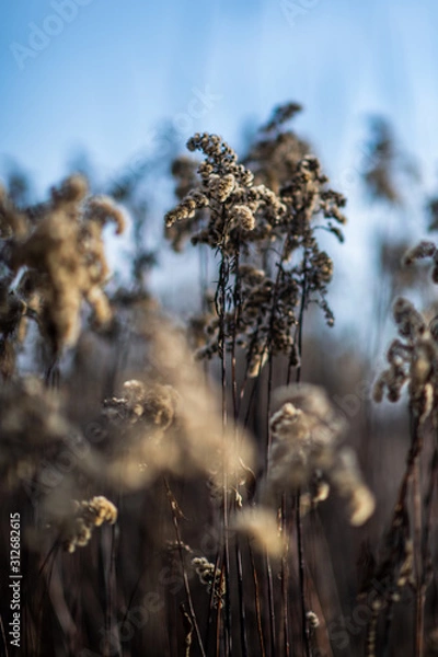 Obraz Fluffy grass semi-frozen