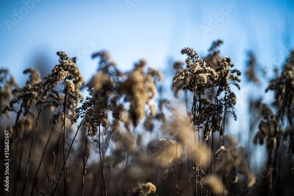 Obraz Fluffy grass semi-frozen