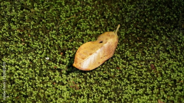 Obraz Leaf on forest floor