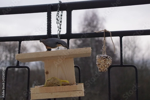 Fototapeta Ptak Kowalik ,Kowalik ,ptak zimą ,dokarmianie ptaków