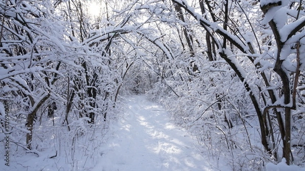 Obraz Winter forest landscape
