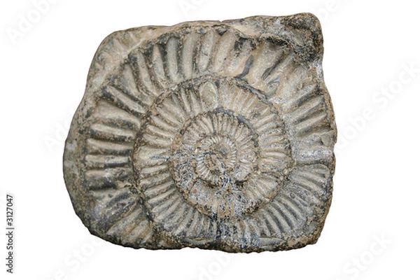 Fototapeta ammonite