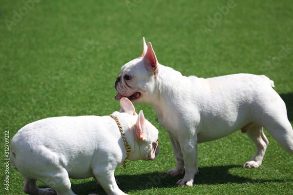 Fototapeta Happy puppies in a private playground