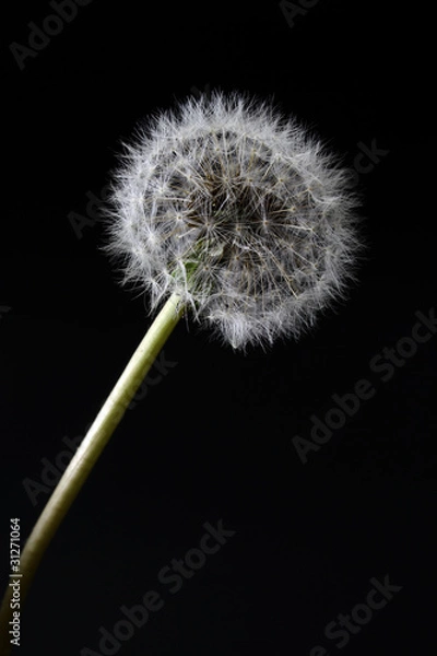 Obraz Dente de leão