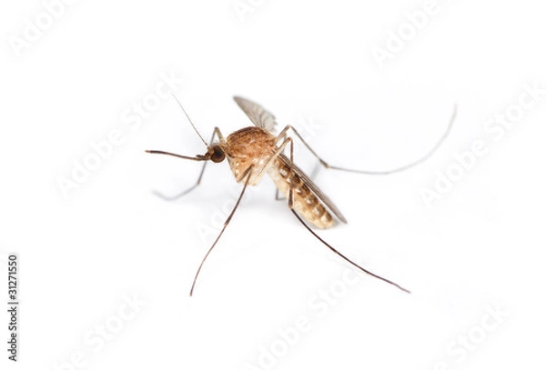 Obraz Mosquito High Detail Macro