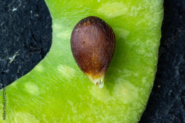 Fototapeta apple seed