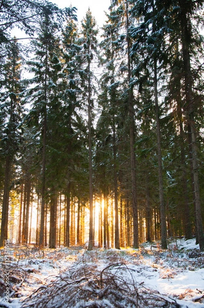 Fototapeta Sun shining through a pine forest in the snow in Sweden