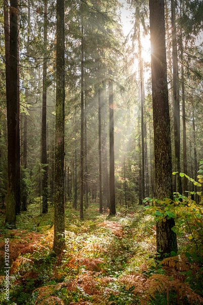 Obraz Old coniferous forest with undergrowth ferns. Branches and trunks of trees i sunrays.