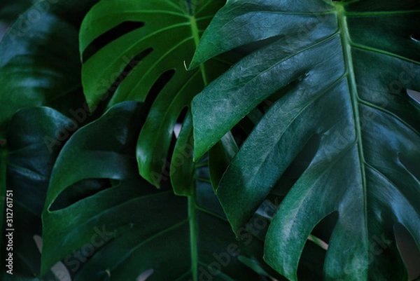 Fototapeta Dark green leaves of monstera (split-leaf philodendron) tropical foliage plant growing in wild. Floral background. top view - in dark tone