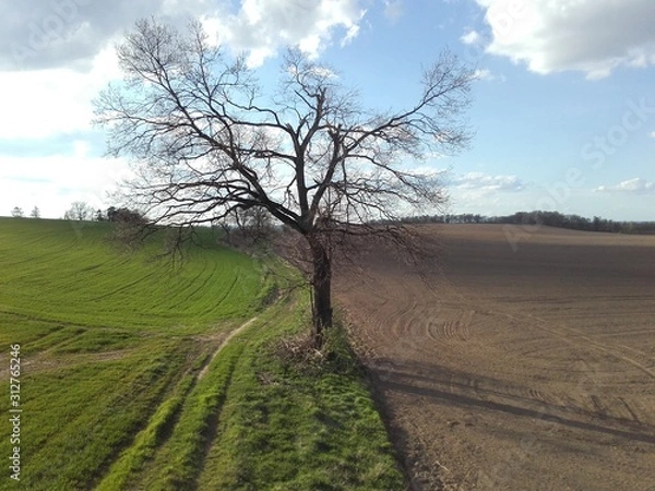 Obraz Tree And Fields In Spring