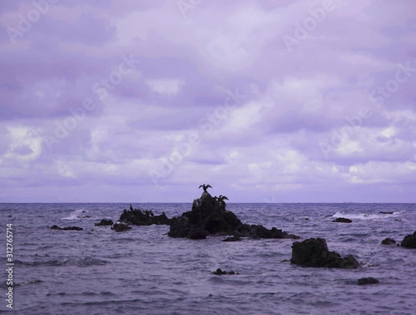 Obraz 바닷가 작은 바위에 있는 어떤 새