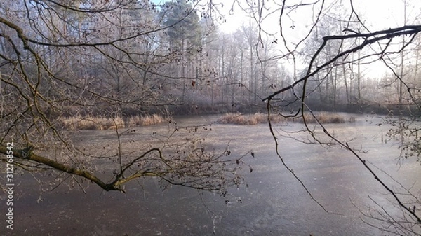 Obraz trees in winter at a kake