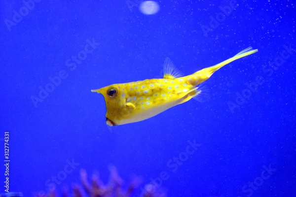 Obraz 水中を優雅に泳ぐコンゴウフグ