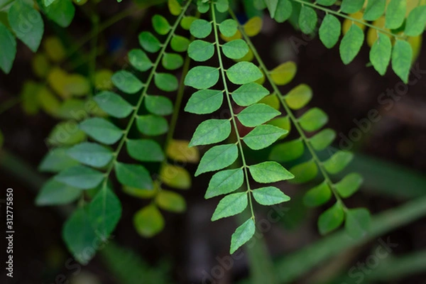 Fototapeta Carry leaf background