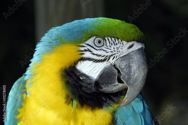 Fototapeta perroquet