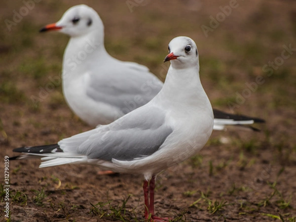 Obraz seagull on the beach