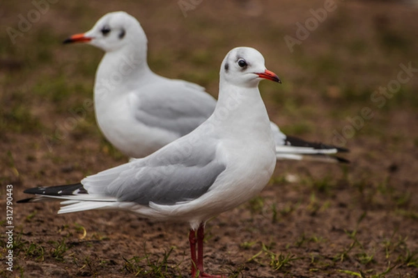 Obraz seagull on the beach