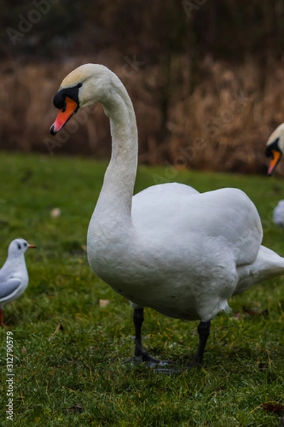 Obraz two swans on the lake