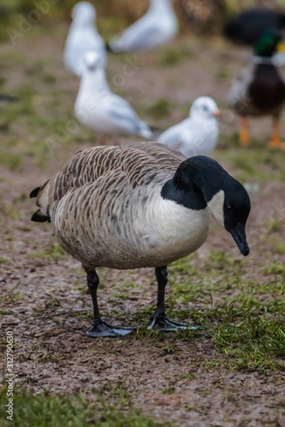 Obraz goose on grass