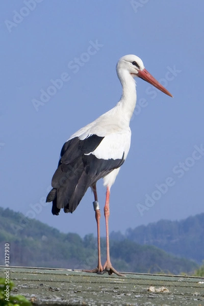 Obraz Cigogne en alsace.