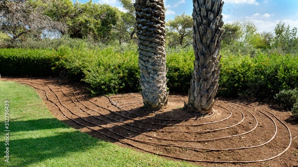 Obraz Drip Irrigation