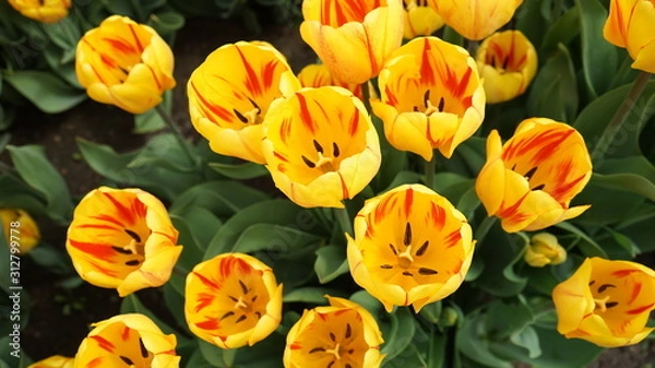 Obraz Tulips
