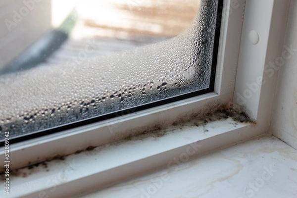 Fototapeta Moist mold and fungus in window and frame