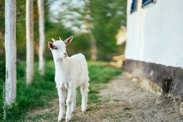 Obraz goat on a farm