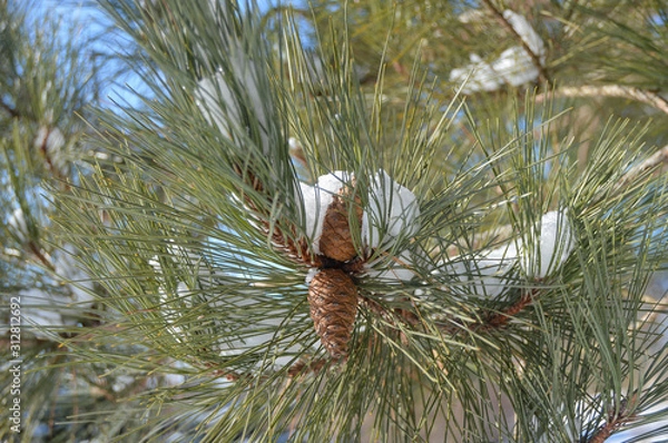 Fototapeta pine cone on a branch