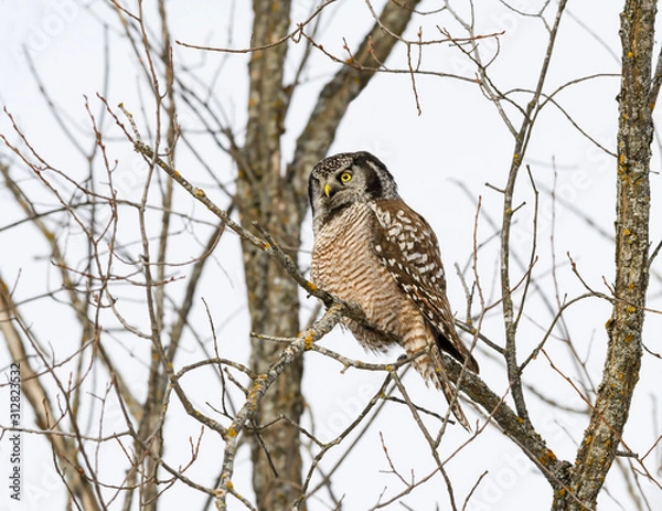 Obraz Northern Hawk Owl Perched in Tree  in Winter 