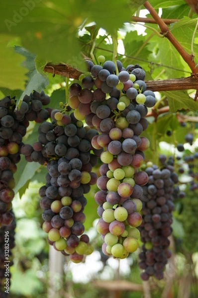 Obraz Grapes in vineyard