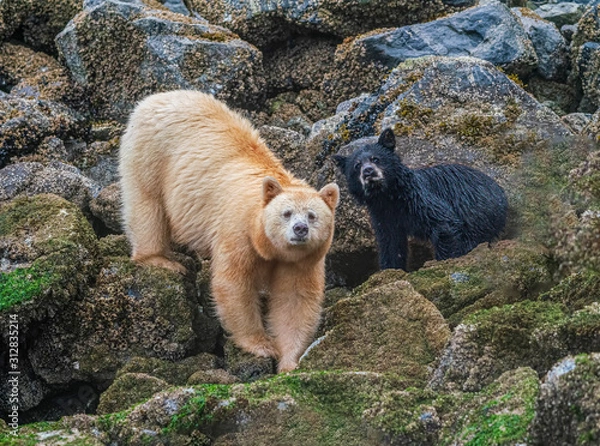 Obraz Spirit Bear Sow and Cub On Alert - A Spirit Bear and her cub (Strawberry and Blackberry) pause from eating barnacles to focus on a disturbance off-shore. Gribbell Island, Great Bear Rainforest