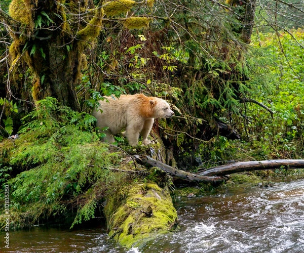 Obraz Spirit Bear Lookout - A Spirit Bear (known as Boss) emerges from the forest to look out over the creek for any salmon activity. Reordan Creek, Great Bear Rainforest, British Columbia, Canada.