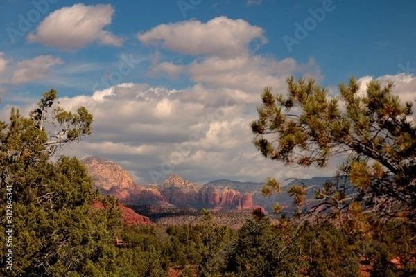 Fototapeta View from the trees in Sedona Arizona