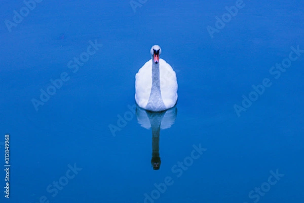 Fototapeta Reflection of swan in lake