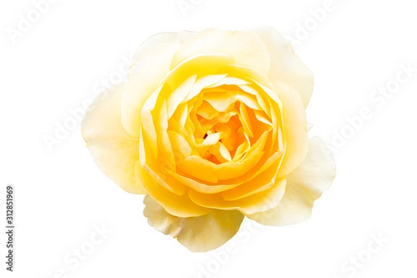Fototapeta beautiful close up top view white yellow rose flower two tone color in isolated background with clipping path