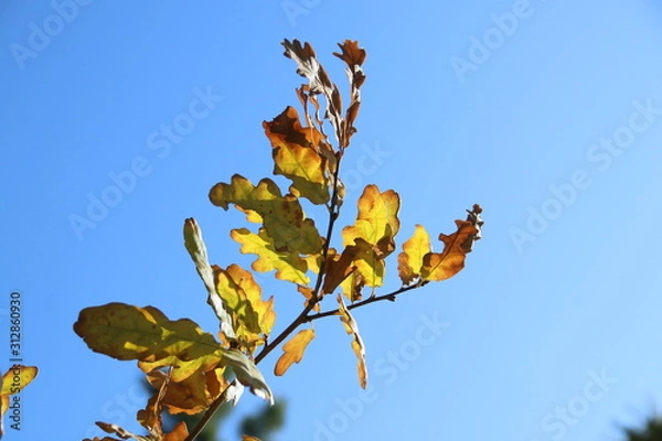 Obraz Ветка на фоне неба