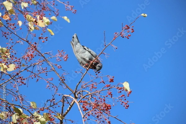 Obraz Голубь на ветке с ранетками