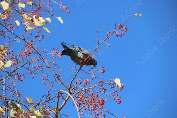 Obraz Голубь  на ветке