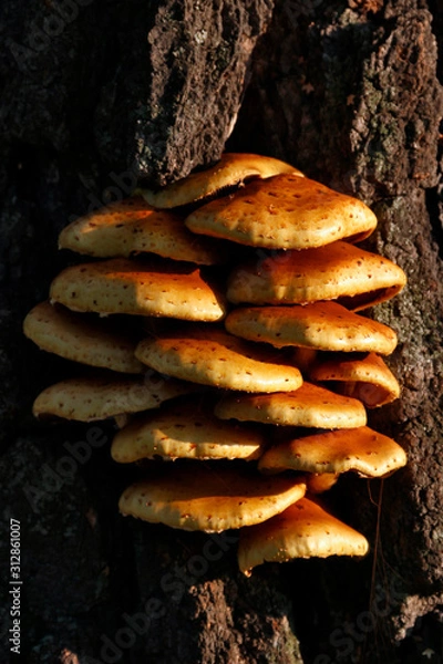 Fototapeta Грибы на дереве