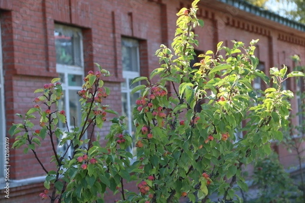 Obraz Ранетки